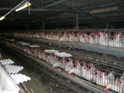 România ar putea scăpa de procedura de infringement a CE privind cuştile pentru găini