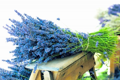 Levănţica, un panaceu al naturii