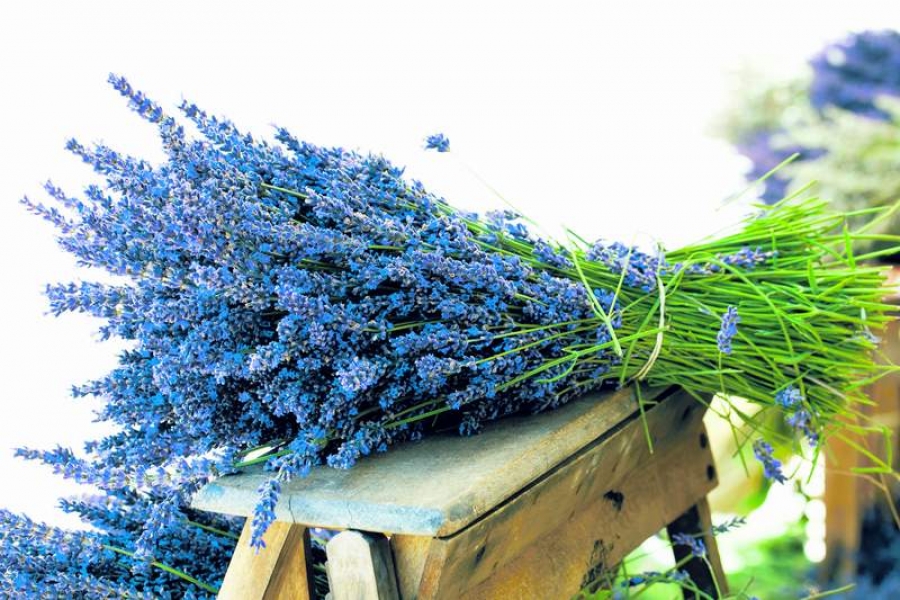 Levănţica, un panaceu al naturii