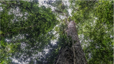 Oamenii de ştiinţă au ajuns la cel mai mare copac din Amazonia