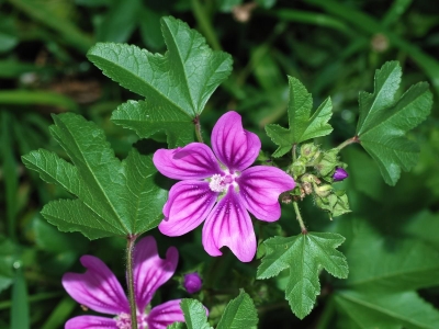 Nalba de pădure, "condimentul minune" pentru organism