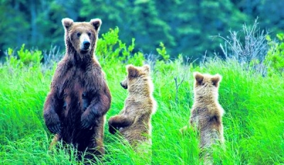 Dacă mâncăm ca urşii, ne menţinem silueta?
