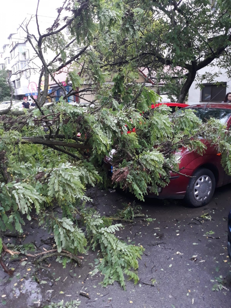 Copac căzut peste două maşini, pe str. Măgura