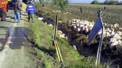 Un TIR unguresc încărcat cu peste o mie de porci s-a răsturnat la ieşirea din Cosmeşti