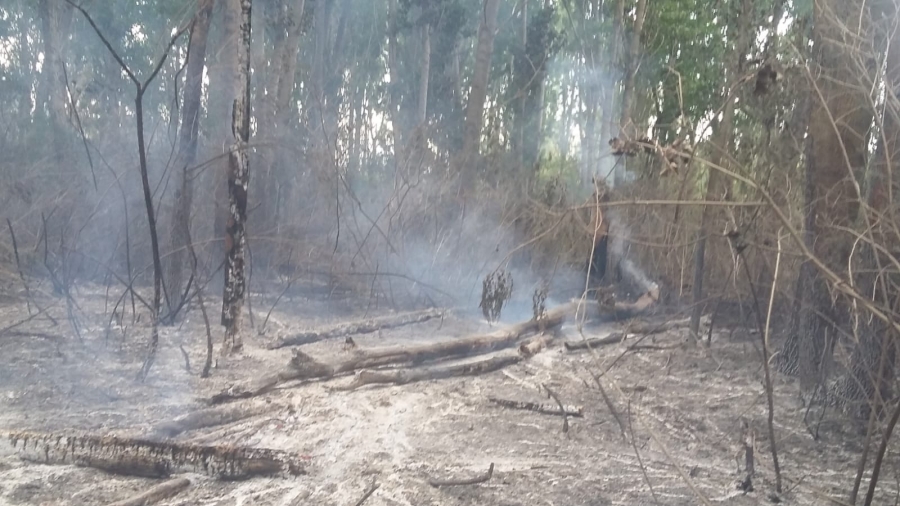 Incendiu puternic la malul Dunării (FOTO)