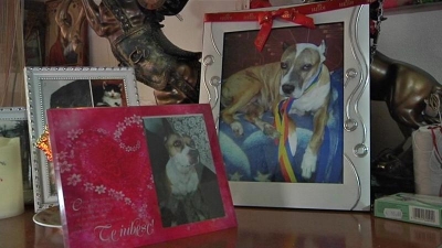 A înjunghiat mortal un câine din cauza unor ţurţuri de gheaţă