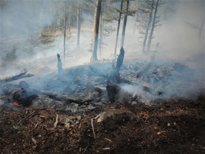 Păduri făcute scrum! Romsilva, apel disperat: Nu mai incendiaţi miriştile!