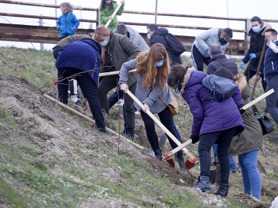 300 de salcâmi plantaţi la intrarea în Galaţi dinspre Brăila