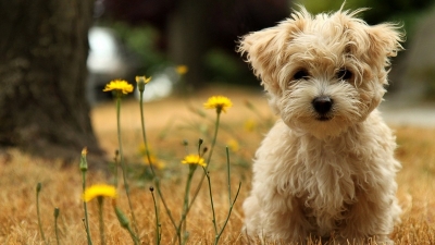 Câinii pot oferi protecţie contra eczemelor şi a astmului în cazul unora dintre copii