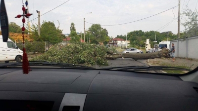 Copac căzut în zona Autogării Galaţi