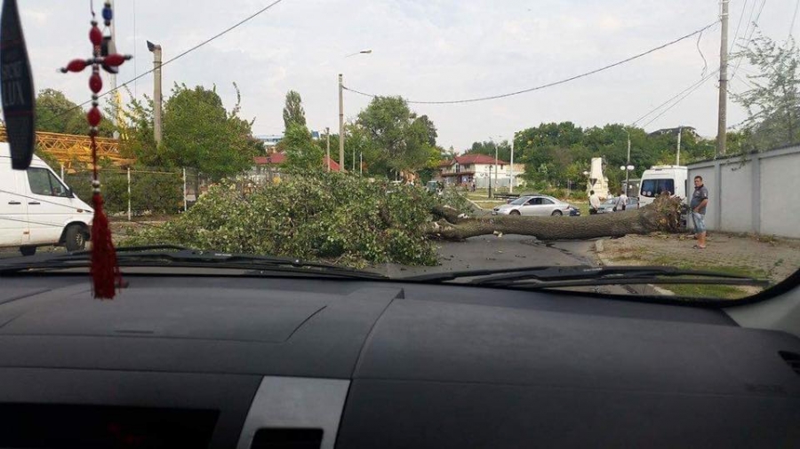 Copac căzut în zona Autogării Galaţi
