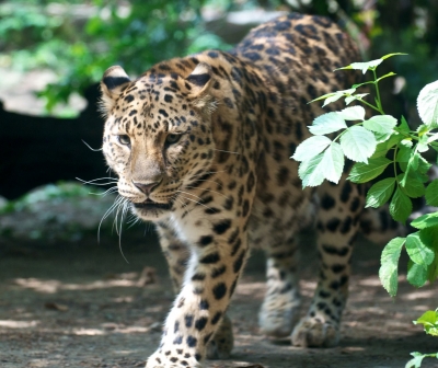 Leopardul de Amur, cea mai rară felină mare din lume
