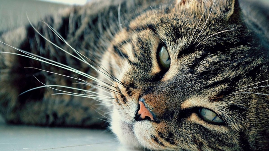 Socializarea la pisici - o dificultate naturală?