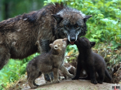 Pământul se confruntă cu "anihilarea biologică" a speciilor de animale