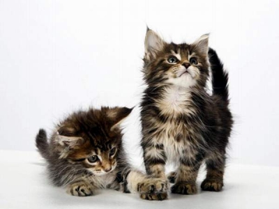 Munchkin, Bambino şi Skookum, cele mai mici rase de pisici din lume