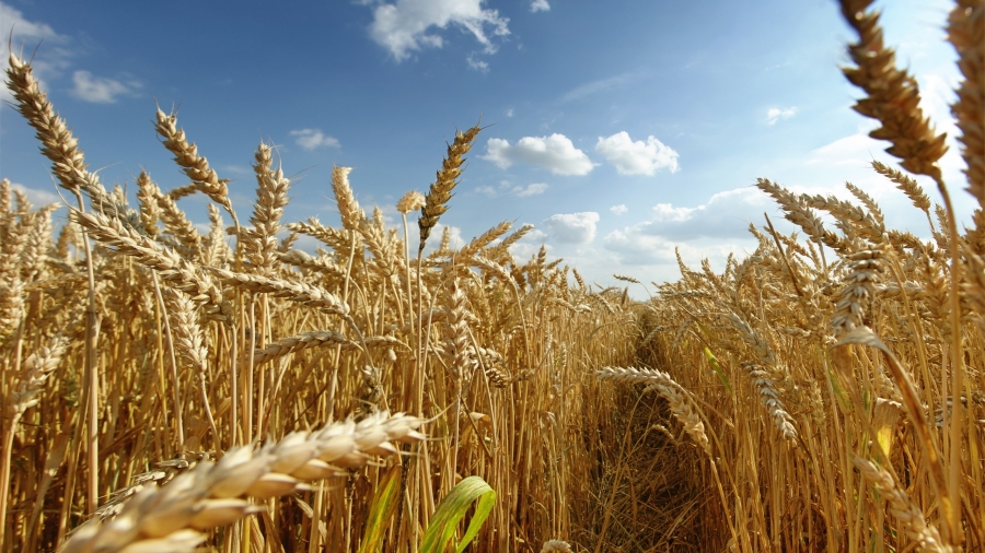 Iordania a cumpărat 60.000 de tone de grâu din România