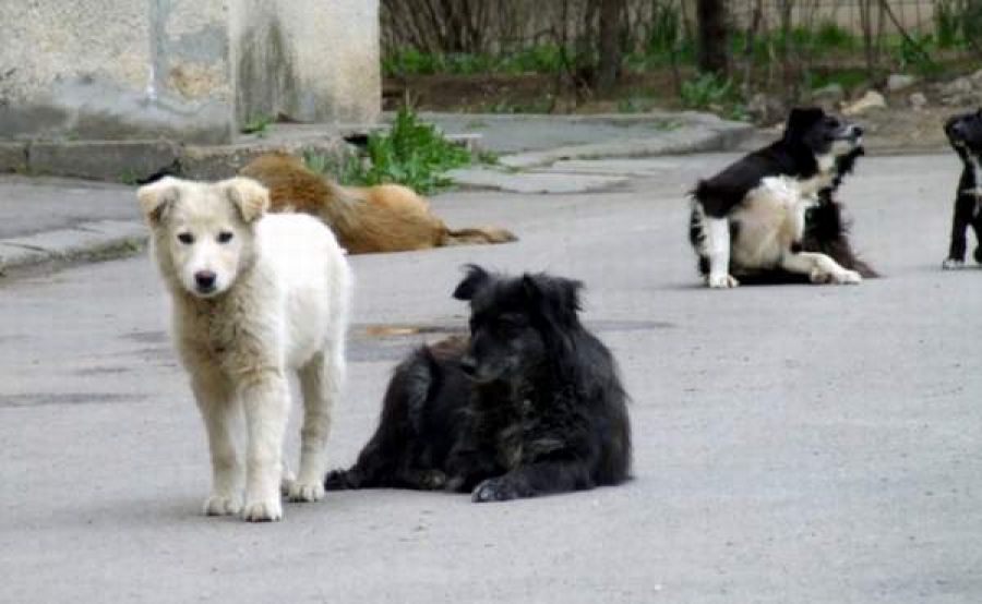 Capturarea câinilor fără stăpân costă o mică avere