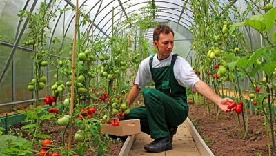 Fonduri aprobate pentru angajarea tinerilor în agricultură