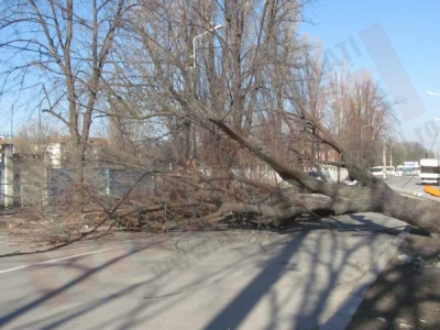 Un copac doborât de vânt a blocat o stradă