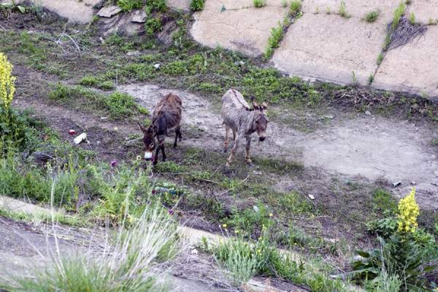 Măgari abandonaţi într-un canal de irigaţii