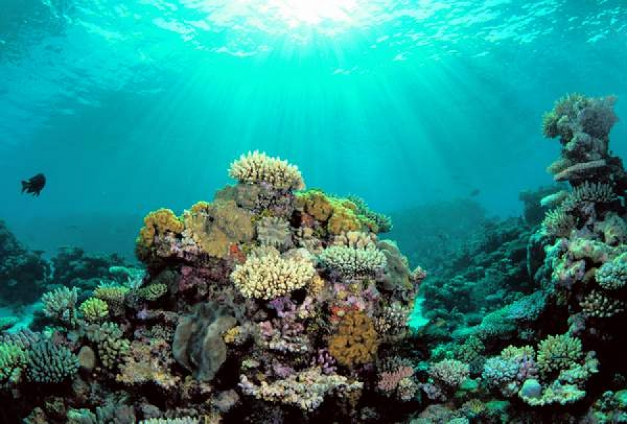 Australia recunoaşte oficial degradarea Marii Bariere de Corali