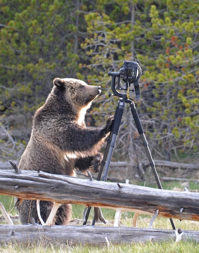 WWF România: Imagini video filmate de urşi vor putea fi urmărite pe social media