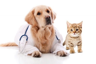 6 beneficii ale animalelor de companie pentru sănătate