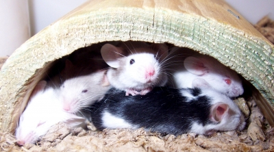 Şoarecii se gâdilă atunci când sunt binedispuşi