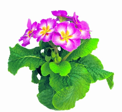 Primula are acţiune expectorantă şi emolientă