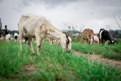 Oile şi caprele din România ameninţate de variolă! ANSVSA a dispus măsuri imediate