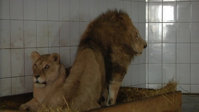 Pregătiri intense de iarnă, la Zoo Galaţi