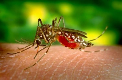 Confirmare de meningită West Nile la Galaţi: O femeie din Cavadineşti, victima ţânţarilor