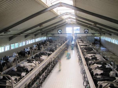 Se pot depune cererile pentru plata subvenţiilor acordate crescătorilor de vaci