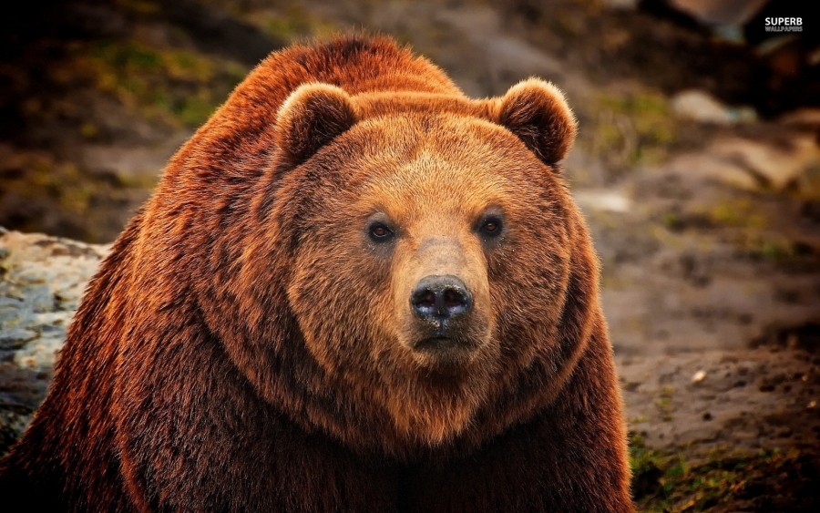 Urşii grizzly din parcul naţional american Yellowstone vor fi retraşi de pe lista animalelor protejate