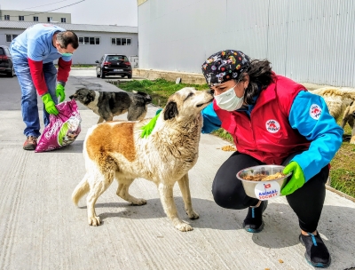 „Bobițe pentru toți Bobiță”: Campanie de hrănire a câinilor fără stăpân din București și Galați
