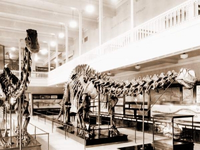 Brontozaurul - dinozaurul care n-a existat niciodată