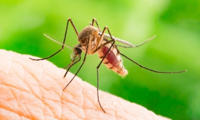 Primul caz de infecţie cu virusul West Nile din acest an, confirmat în judeţul Galaţi