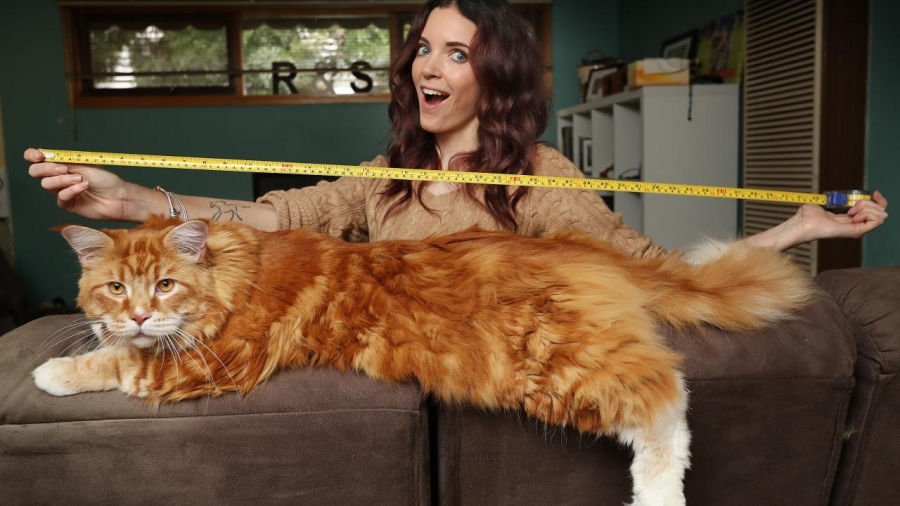 Omar, un motan australian, este probabil cea mai lungă pisică din lume