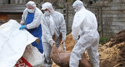 Virusul pestei porcine a fost confimat lângă municipiul Galaţi