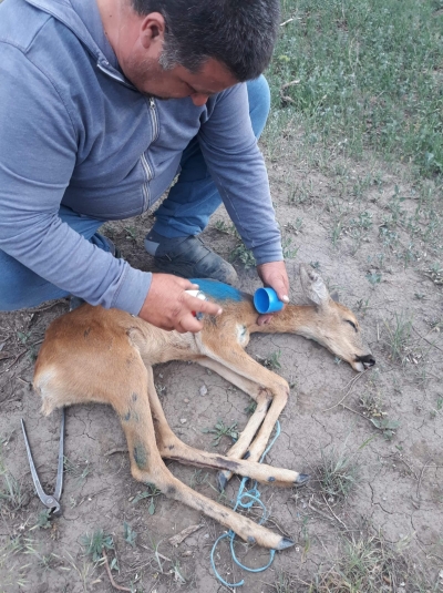 Schela: Căprioară rănită salvată şi eliberată în pădure (FOTO/VIDEO)