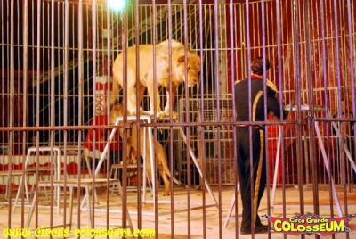 Circul Grande Colosseum mai rămâne la Galaţi până duminică