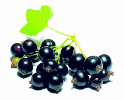 Sucul de coacăze negre îmbunătăţeşte funcţiile creierului şi contribuie la prevenirea bolii Alzheimer