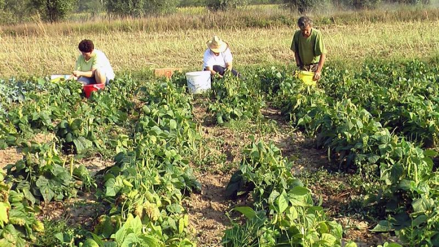 Ministerul Muncii vrea să scoată zilierii din economia gri prin tichete