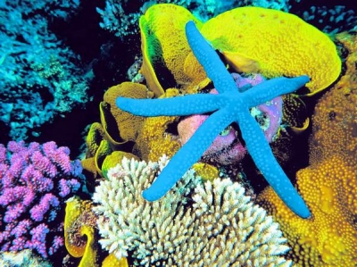 Marea Barieră de Corali a pierdut peste jumătate din recifele sale într-un sfert de secol