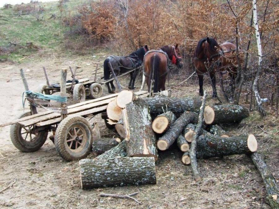 Slivna: A tăiat salcâmii unui consătean şi i-a furat