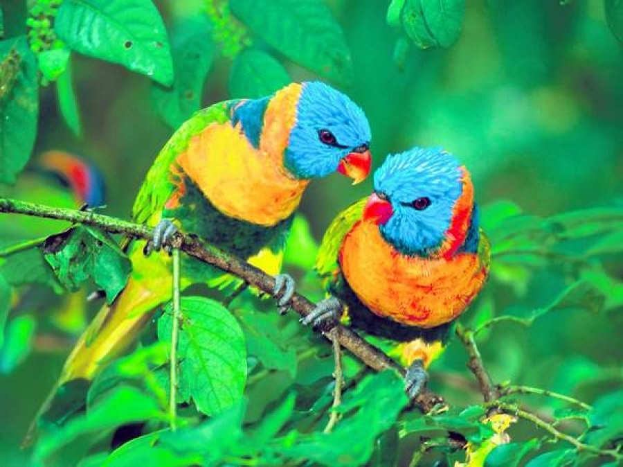 Schimbările climatice ar putea fi cauza infidelităţii păsărilor
