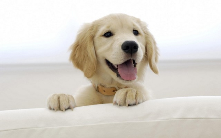 Câinii sunt mai atraşi de chipurile zâmbitoare datorită ''hormonului dragostei''