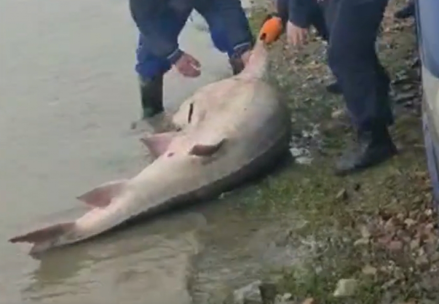 Captură uriașă în Tulcea: Un morun de 140 de kilograme (VIDEO)