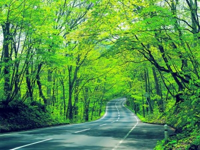 Densitatea copacilor de la marginea străzilor influenţează sănătatea fizică şi psihică