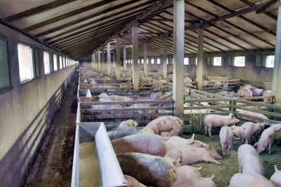 Crescătorii de porci vor beneficia de 2,3 milioane de euro din sprijinul european acordat României